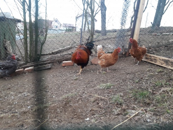 20190307_161029